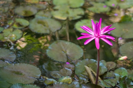 Green lily pads with bright pink star flower rising above pads