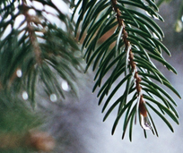 The Christmas Letter pine branch with a water drop at the tip of the pine needle