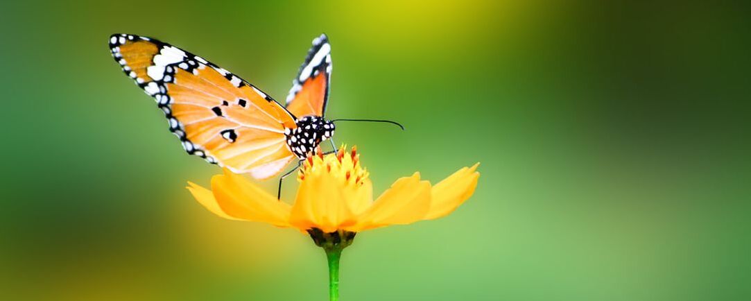 monarch butterfly poised on gold flower with green backgroundPicture
