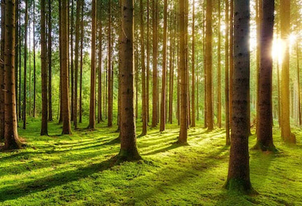 Sunlight shining through forest with green moss forest floor to illustrate improved money mindset