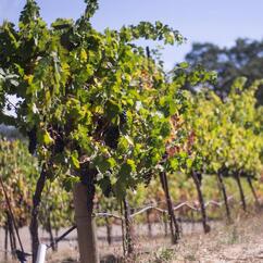 Grapevines and grapes in summer vineyard that illustrate overcoming life challenges