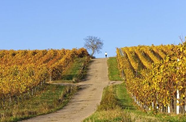 person standing at top of hill in vineyard at harvest time